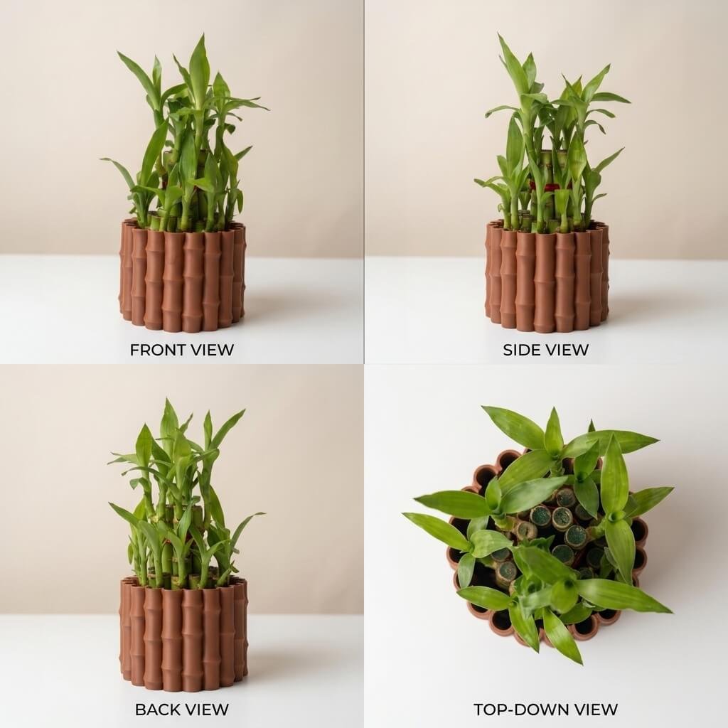 3D karo Lucky bamboo Cluster all angles