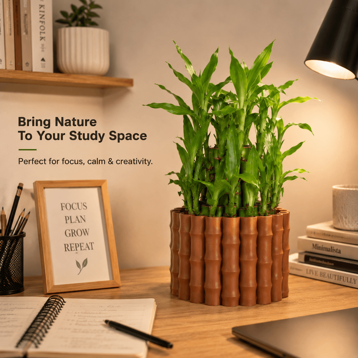 3D karo Lucky bamboo Cluster on study table