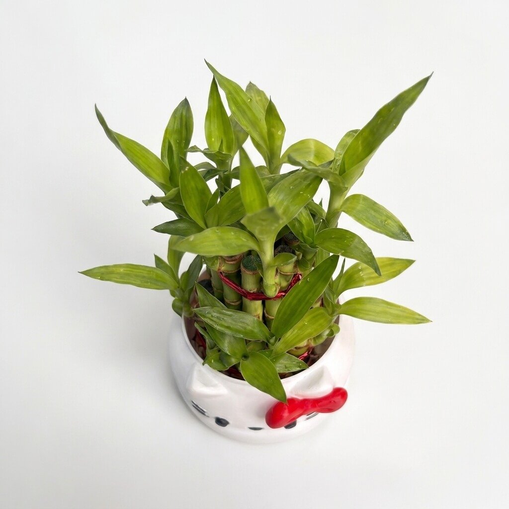 3d karo Cute Kitty Pot with Bamboo top view