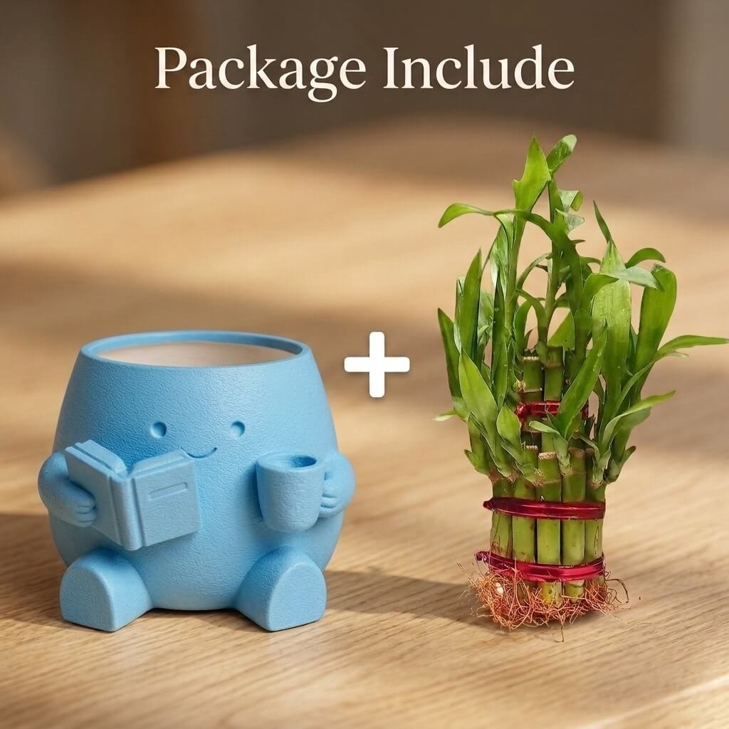 3d karo Lucky Bamboo with Blue Cute Reader Pot Online Sale