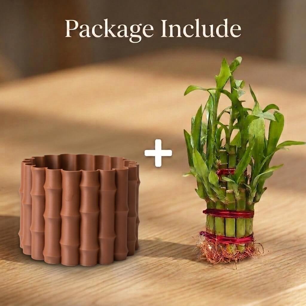 3d karo Lucky Bamboo with Brown Bmboo Cluster Pot Online Sale