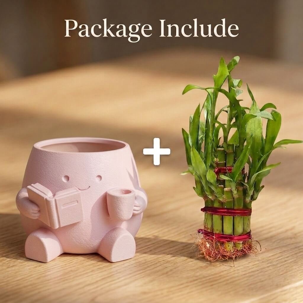 3d karo Lucky Bamboo with Pink Cute Reader Pot Online Sale