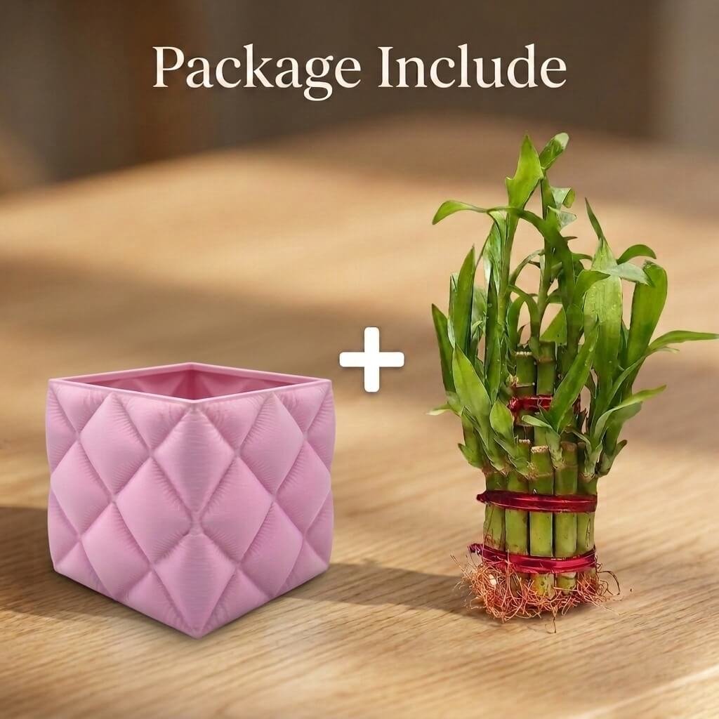 3d karo Lucky Bamboo with Pinkd Dimond Pot Online Sale