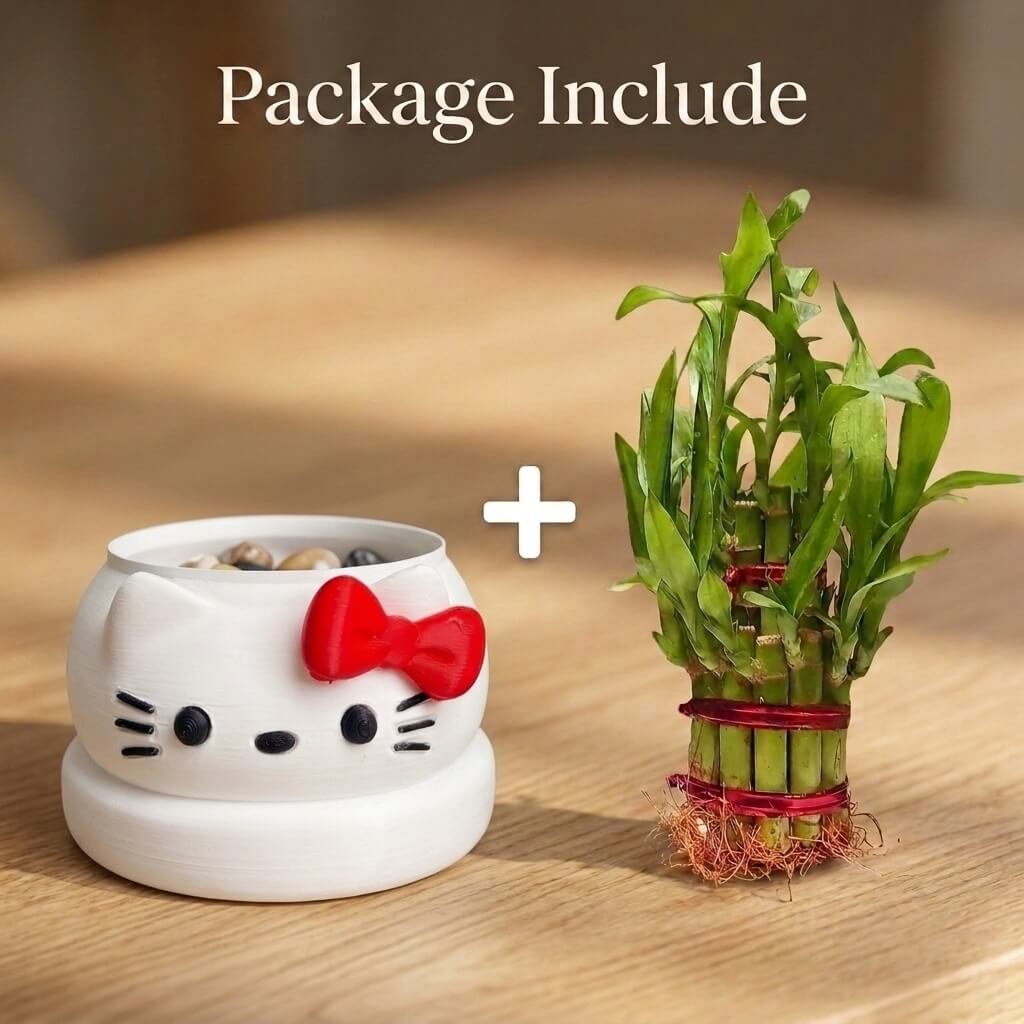 3d karo Lucky Bamboo with White Cute Kitty Pot Online Sale