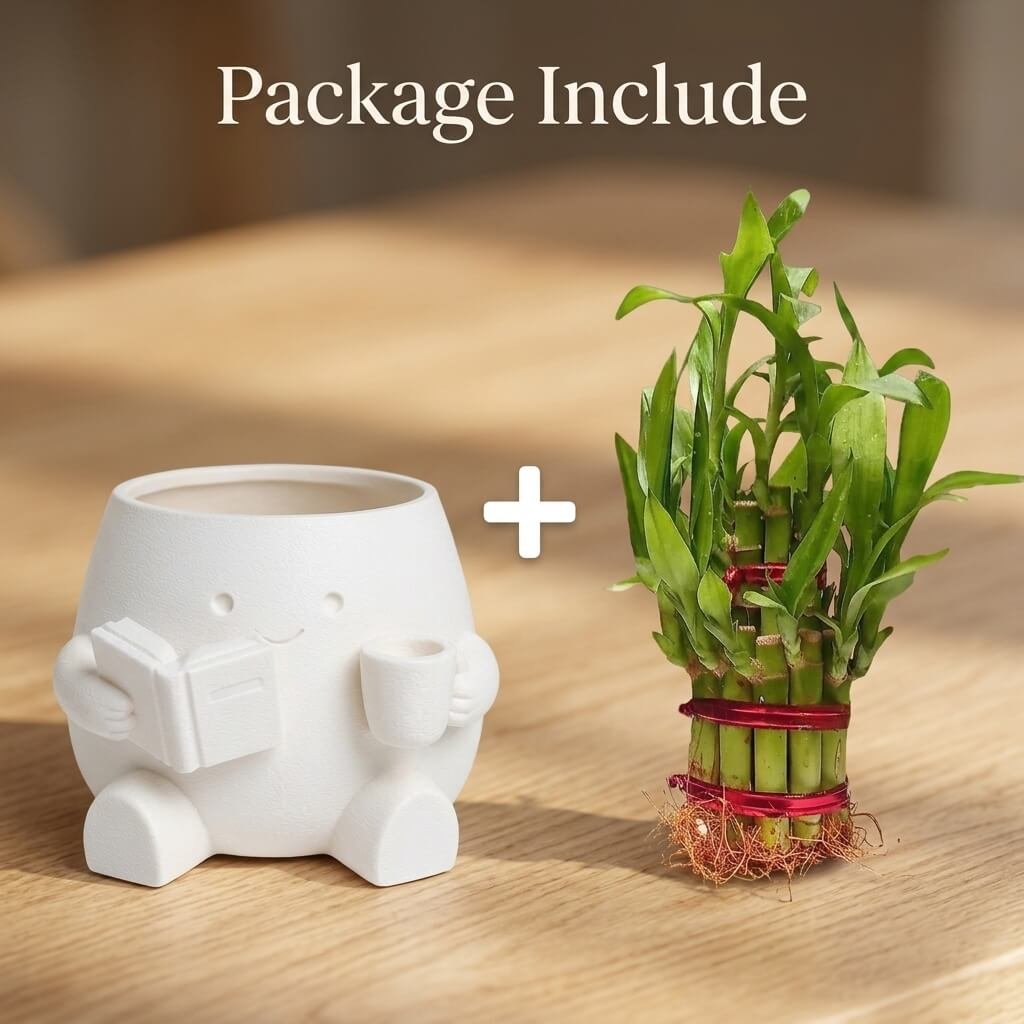 3d karo Lucky Bamboo with White Cute Reader Pot Online Sale