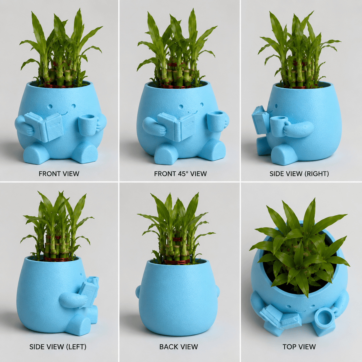 Cute Reader Pot with Lucky Bamboo all View