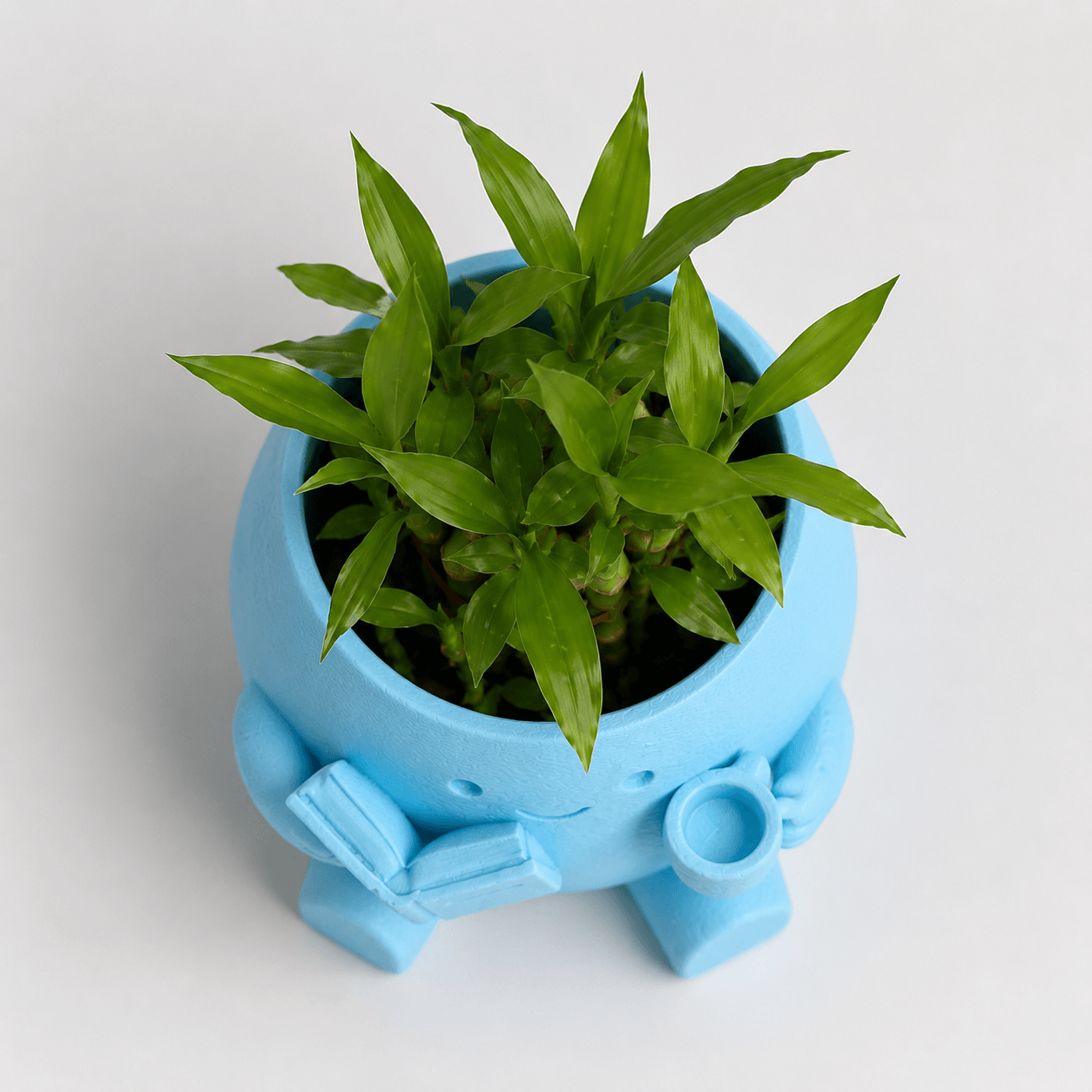 Cute Reader Pot with Lucky Bamboo top view