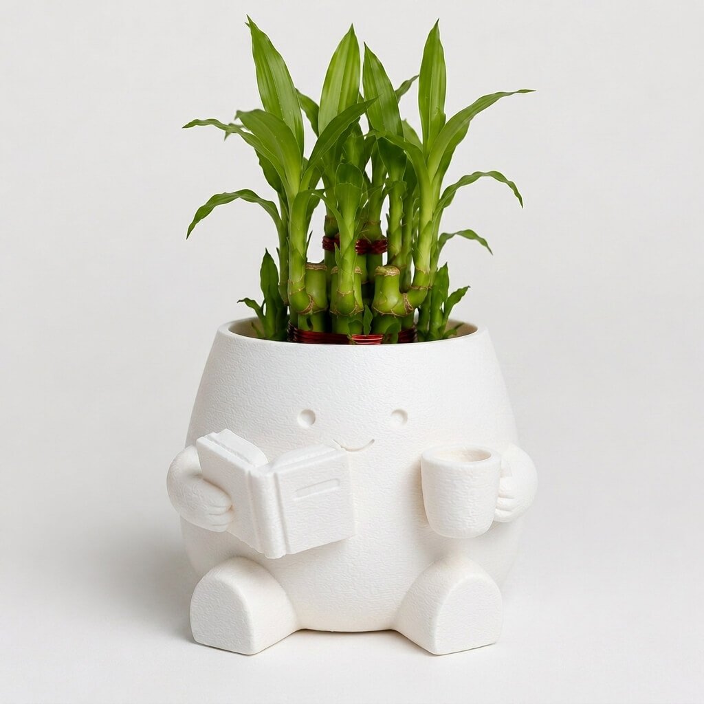 Cute Reader Pot with Lucky Bamboo white